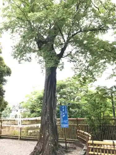 師岡熊野神社の自然