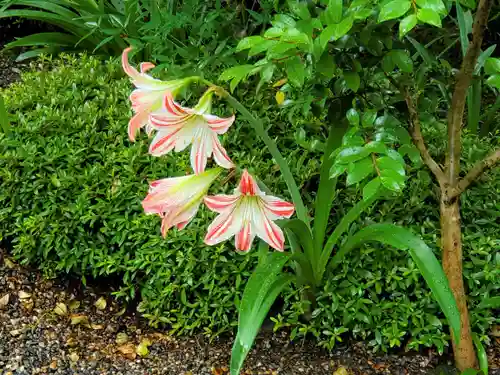 天孫神社の自然