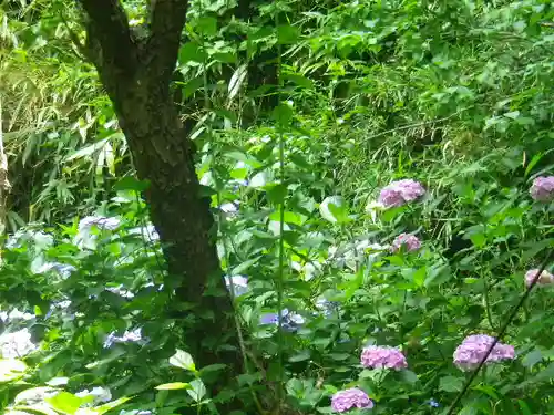 荏柄天神社の自然