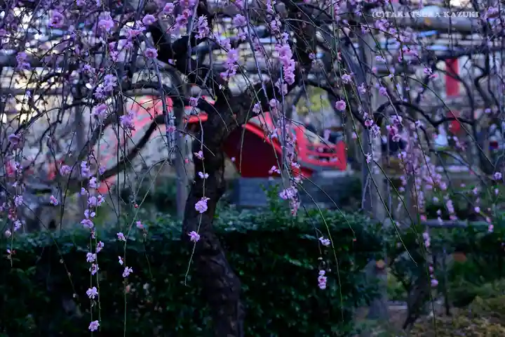 亀戸天神社の自然