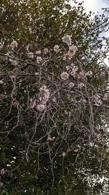 平野神社(京都府)