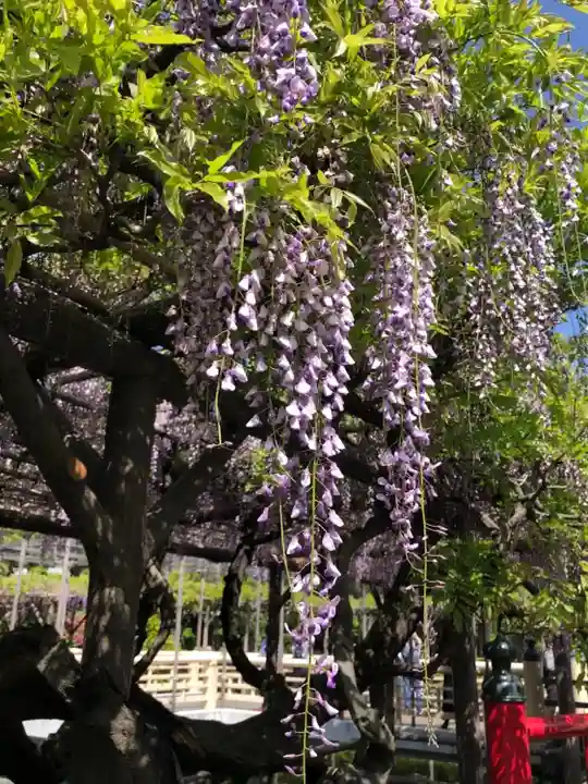 亀戸天神社の自然