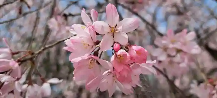 鈴鹿明神社(神奈川県)