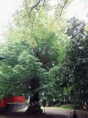 津島神社のその他建物