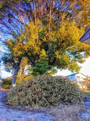 天神社(土田)の自然