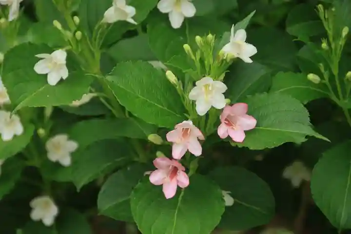 阿久津「田村神社」(郡山市阿久津町)旧社名:伊豆箱根三嶋三社の庭園
