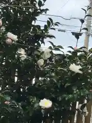 菊田神社の自然