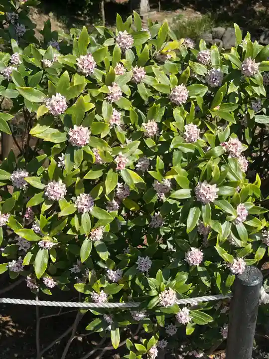 鷲宮神社(埼玉県)