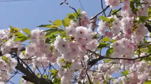 妙蓮寺の自然