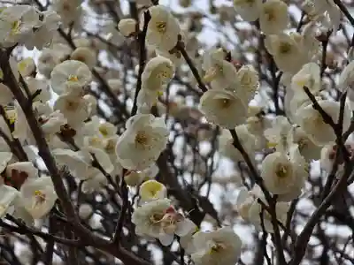 多治速比売神社(大阪府)