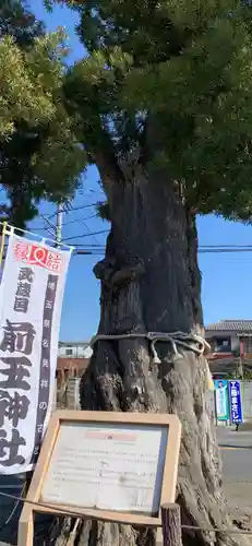 前玉神社の自然