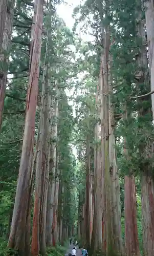 戸隠神社奥社の自然