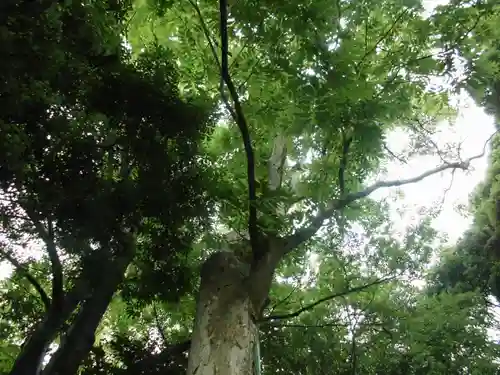 神鳥前川神社の自然