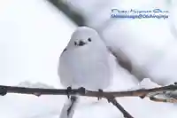 帯廣神社の動物