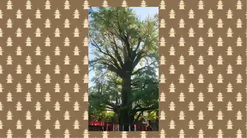 鬼子母神堂　(法明寺）(東京都)