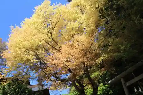 鹿島大神宮の自然