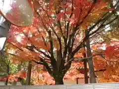 多田神社の自然