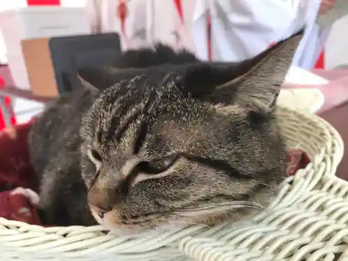 前玉神社の動物