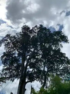 納八幡神社の自然