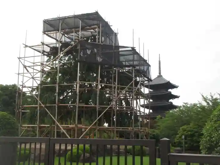東寺(教王護国寺)(京都府)
