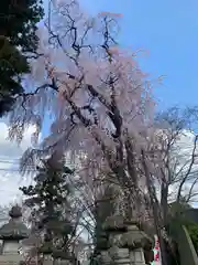 神炊館神社 ⁂奥州須賀川総鎮守⁂の景色