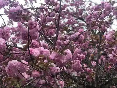 木舟山　順教寺(広島県)