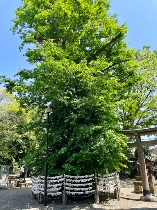 杵築大社(東京都)