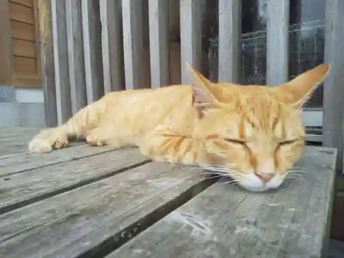 御誕生寺（猫寺）の動物