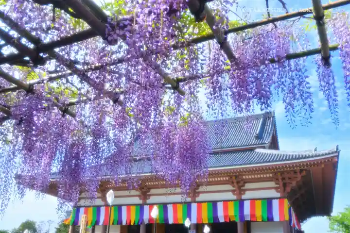 西新井大師総持寺(東京都)