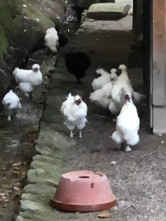 石上神宮の動物