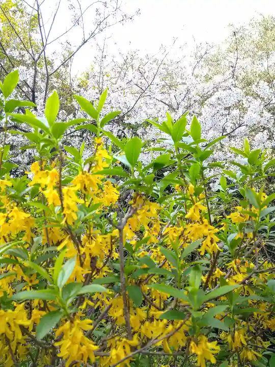 阿智神社の自然