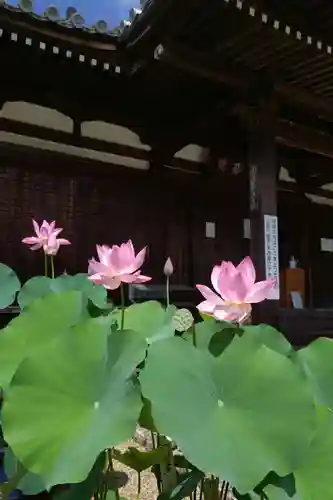 法金剛院(京都府)