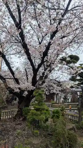 墨染寺（桜寺）(京都府)