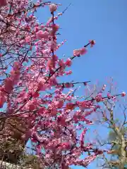 北野天満宮の自然