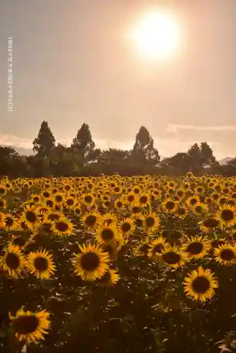 座間神社(神奈川県)