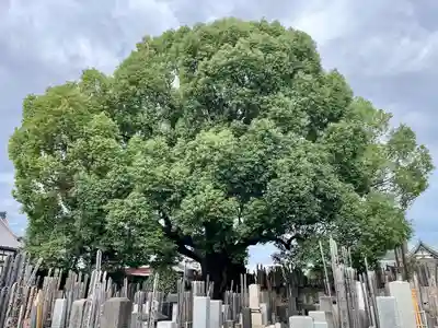 感應寺(東京都)