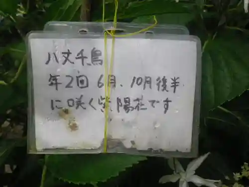 御霊神社の自然