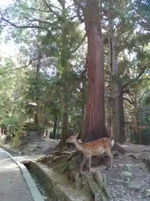 春日大社の動物