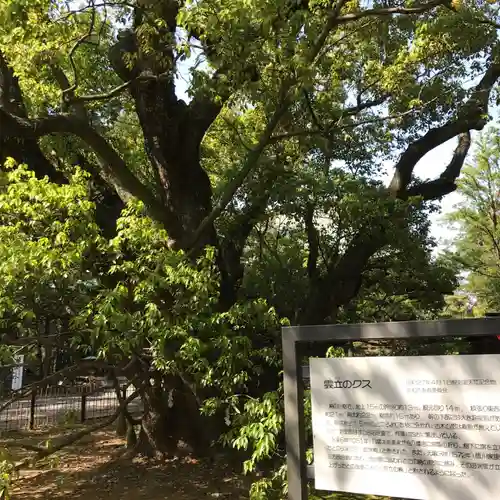 浜松八幡宮の自然