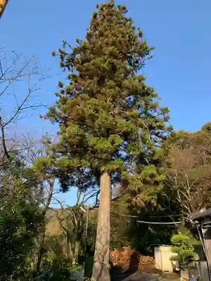 櫻田八幡宮の自然
