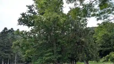 神社（洞爺湖中の島）の自然
