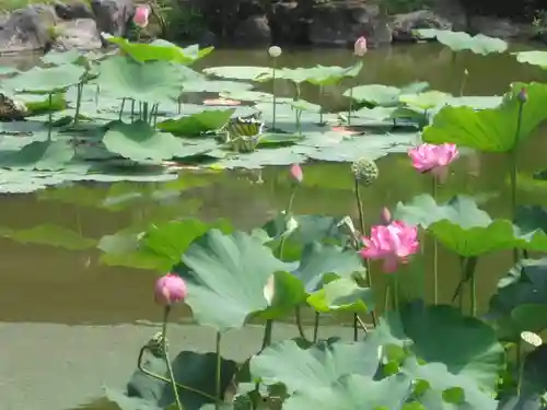 光明寺の庭園