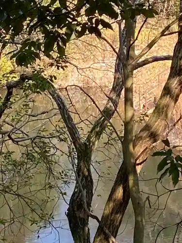 窪八幡宮の自然