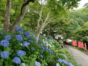 普門寺(切り絵御朱印発祥の寺)の自然(2021年06月25日(金) 07時32分48秒投稿)