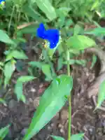 高司神社〜むすびの神の鎮まる社〜の自然