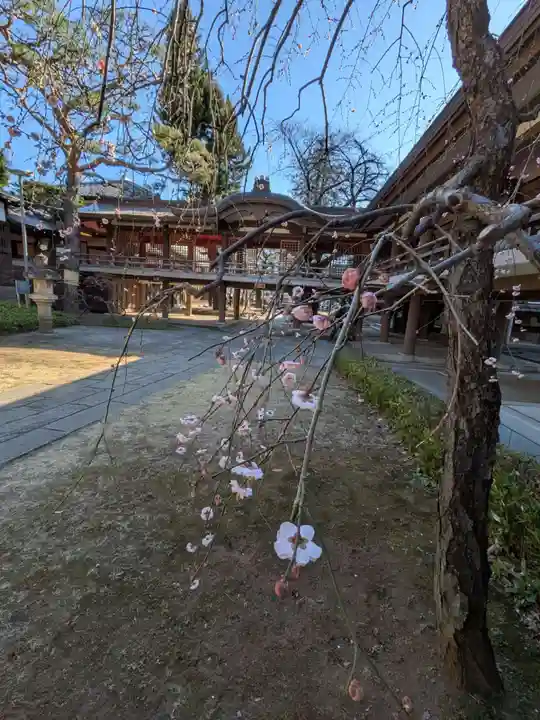 妙法寺(東京都)