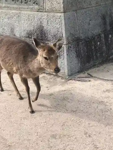 厳島神社の動物