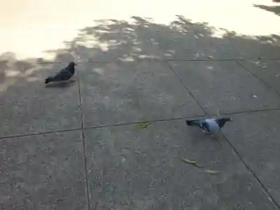 鳩森八幡神社の動物