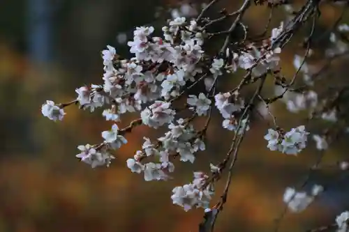 鹿島大神宮の自然