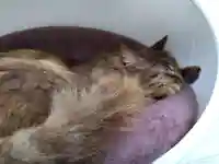 御誕生寺(猫寺)(福井県)